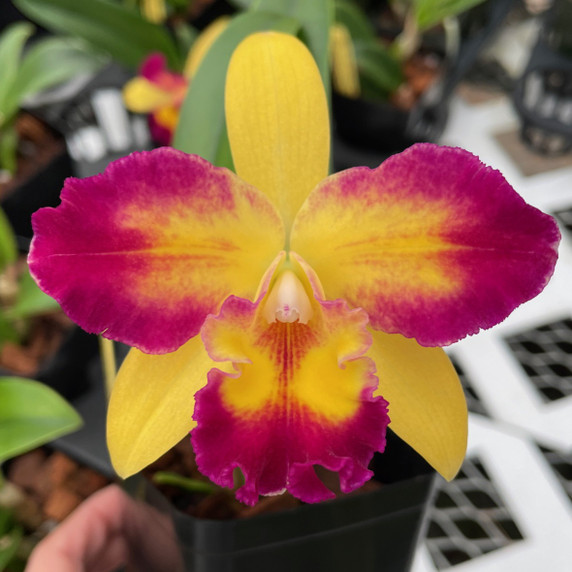 Rlc. Shin Shiang Diamond '#1" (4" Pot) Rlc. Shin Shiang Diamond '#1" (4" Pot)