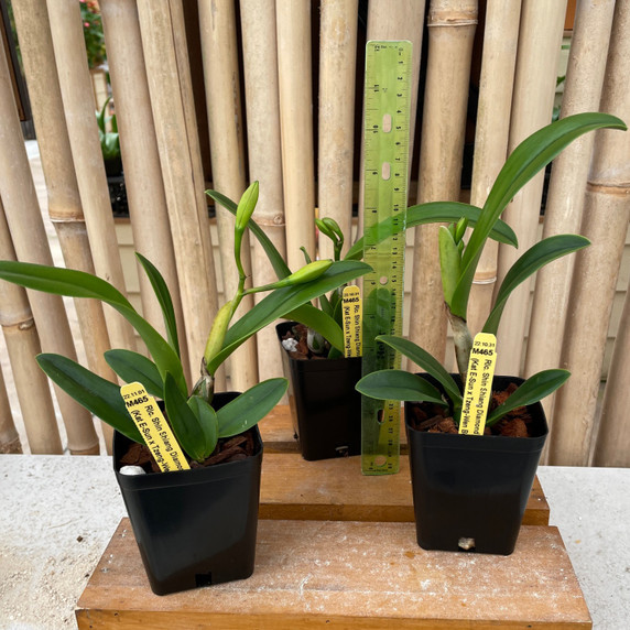 Rlc. Shin Shiang Diamond '#1" (4" Pot) Rlc. Shin Shiang Diamond '#1" (4" Pot)