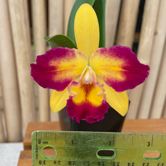 Rlc. Shin Shiang Diamond '#1" (4" Pot) Rlc. Shin Shiang Diamond '#1" (4" Pot)