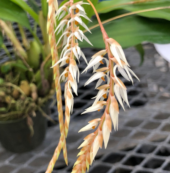 Dendrochilum glumaceum (Multiple Spikes)