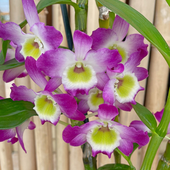 Dendrobium Tdares Angel Emperor 'Taichung #4'