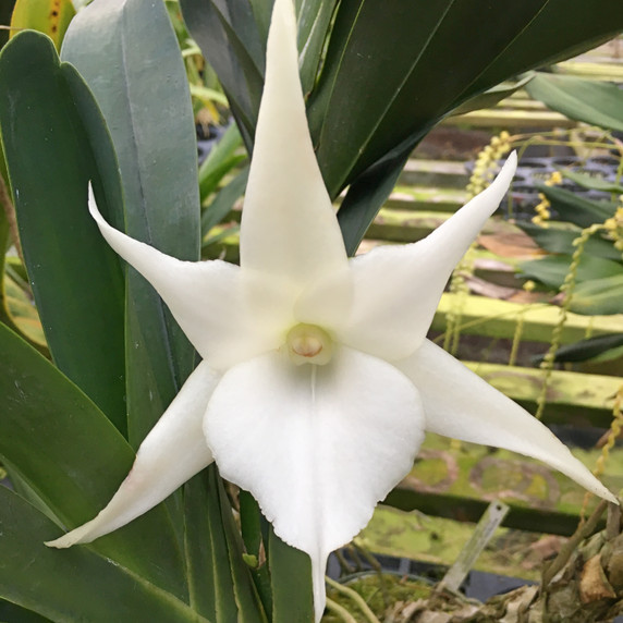 Angraecum Lemforde White Beauty (Plant Only - 4" Clay)