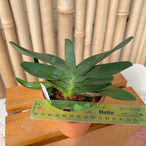 Angraecum Lemforde White Beauty (Plant Only - 4" Clay)