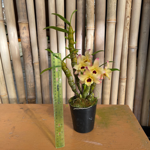 Dendrobium Tianmu Canary (Buds)