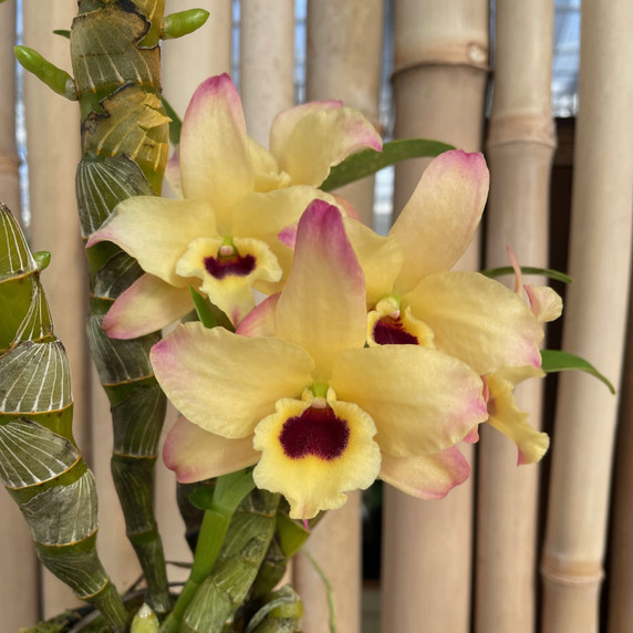 Dendrobium Tianmu Canary (Buds)