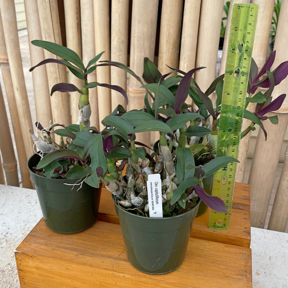 Dendrobium capituliflorum (Plant Only)
