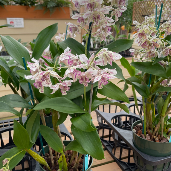 Den. Royal Chip (5.5" Pot) - OPEN BLOOMS