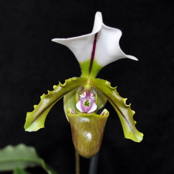 Paphiopedilum spicerianum