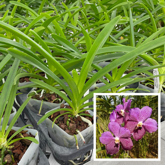 Vanda Kultana Orange x Vanda Kultana Violetta (Plant Only)