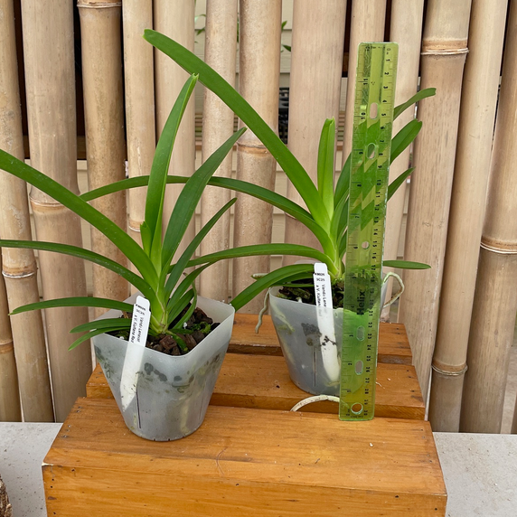 Vanda Lenavat x Vanda Kultana Red (Plant Only)