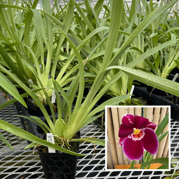 Miltoniopsis Red Tide (Plant Only)