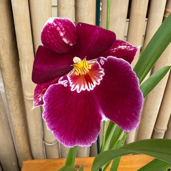 Miltoniopsis Red Tide (Plant Only)