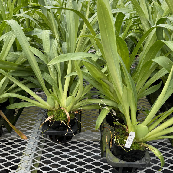 Miltoniopsis Hajime Ono 'Standing Tall' (Plant Only)