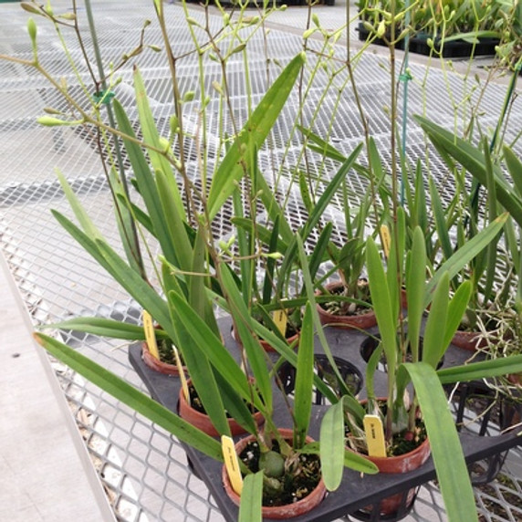 Encyclia tampensis (3" clay pot)