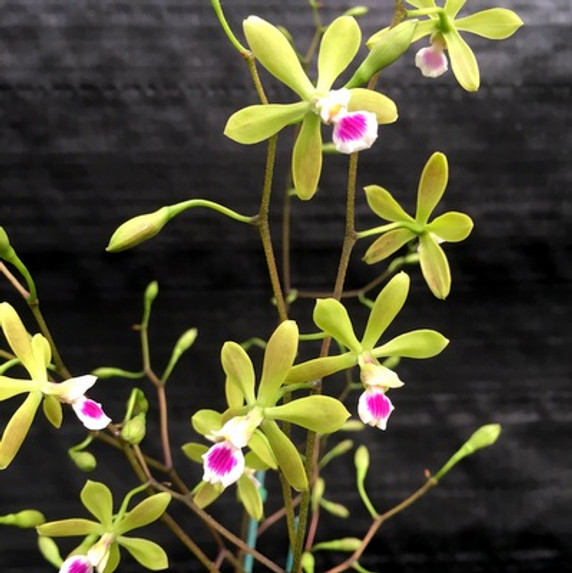 Encyclia tampensis (3" clay pot)