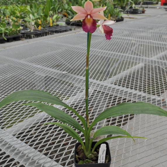 Phaius Lady Ramona Harris 'Looking @ You'