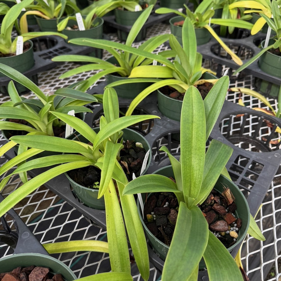 Paph. insigne v. sanderae x sib (5.5" Pot) - Not Blooming