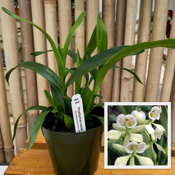 Prosthechea radiata (Plant Only)