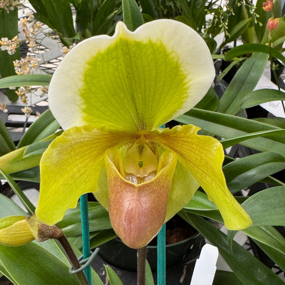 Paph. Maiden Paradise '#2' x Hsinying Little Stone (5.5" Pot) - Not Blooming Paph. Maiden Paradise '#2' x Hsinying Little Stone (5.5" Pot) - Not Blooming