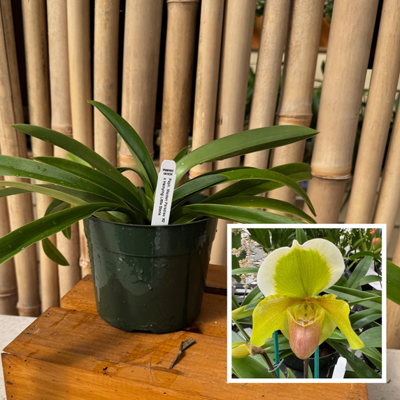 Paph. Maiden Paradise '#2' x Hsinying Little Stone (5.5" Pot) - Not Blooming Paph. Maiden Paradise '#2' x Hsinying Little Stone (5.5" Pot) - Not Blooming