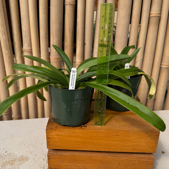 Paph. Maiden Paradise '#2' x Hsinying Little Stone (5.5" Pot) - Not Blooming Paph. Maiden Paradise '#2' x Hsinying Little Stone (5.5" Pot) - Not Blooming