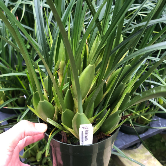 Maxillaria tenuifolia (Plant Only)