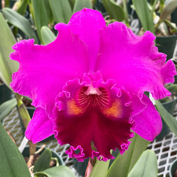 Rlc. Mitsuo Akatsuka 'Volcano Queen' (5.5" Pot ) - Buds Rlc. Mitsuo Akatsuka 'Volcano Queen' (5.5" Pot ) - Buds
