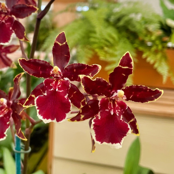 Odcdm. Wildcat 'Bobcat' Odcdm. Wildcat 'Bobcat'