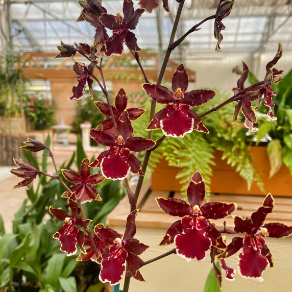 Odcdm. Wildcat 'Bobcat' Odcdm. Wildcat 'Bobcat'