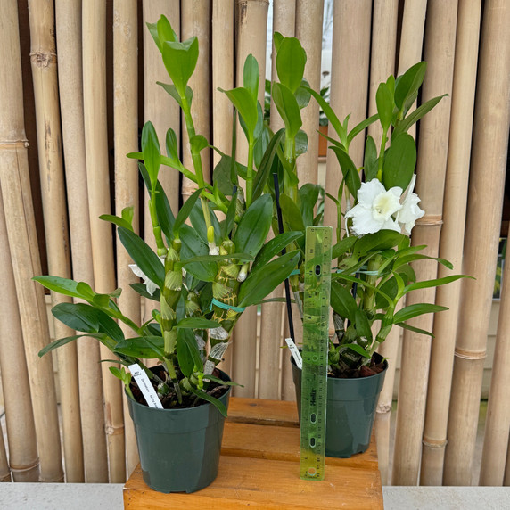 Dendrobium Spring Snow (5" pot) - Plant Only