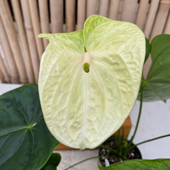 Anth. Limeade (Seedling - 5.5" Pot) Anth. Limeade (Seedling - 5.5" Pot)