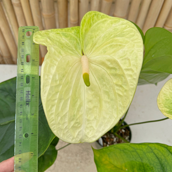 Anth. Limeade (Seedling - 5.5" Pot) Anth. Limeade (Seedling - 5.5" Pot)