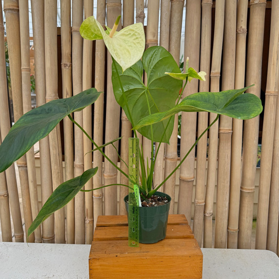 Anth. Limeade (Seedling - 5.5" Pot) Anth. Limeade (Seedling - 5.5" Pot)