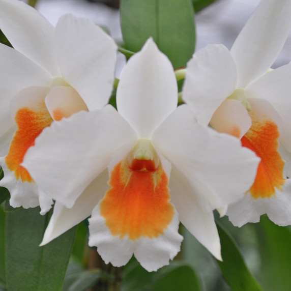 Dendrobium Judith Nakayama 'Kaho’ohokuokalani' (Starter-2.75" Pot) Dendrobium Judith Nakayama 'Kaho’ohokuokalani' (Starter-2.75" Pot)