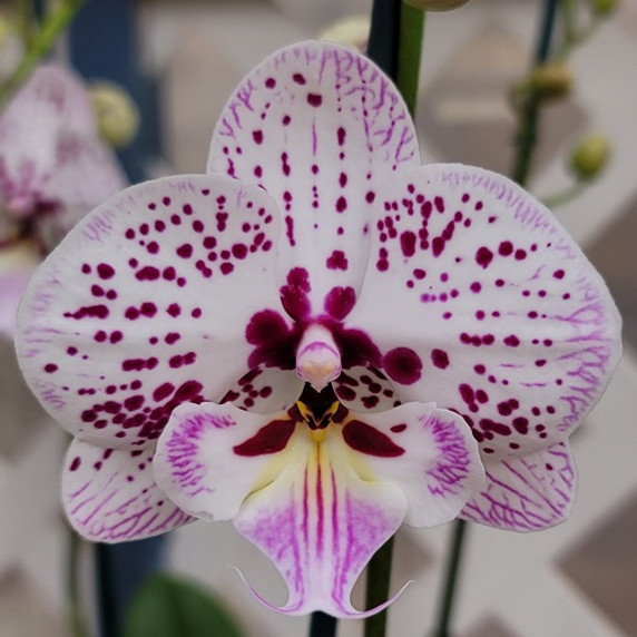 Phal. Expressions (Single Spike)