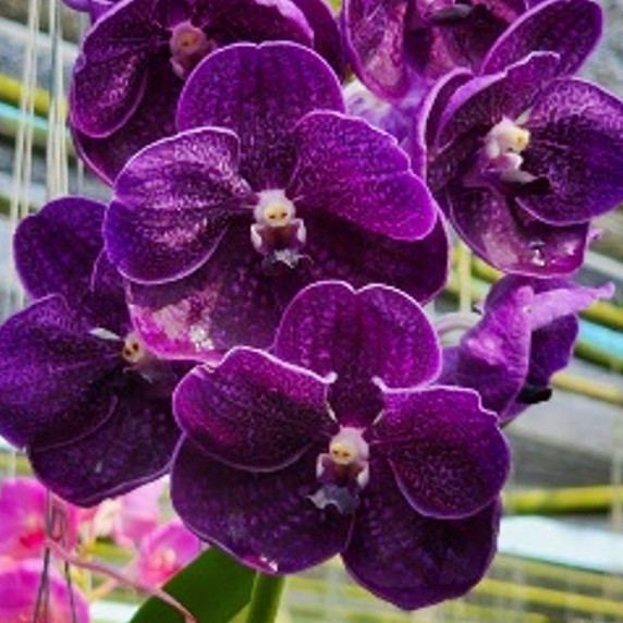 Vanda Jake Justin Tkatchenko (Plant Only)