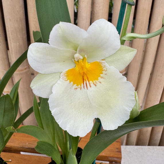 Mltnps. Snow Charm 'Mauna Kea' (Double Spike) Mltnps. Snow Charm 'Mauna Kea' (Double Spike)