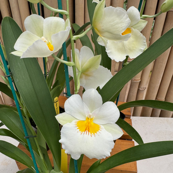 Mltnps. Snow Charm 'Mauna Kea' (Double Spike) Mltnps. Snow Charm 'Mauna Kea' (Double Spike)