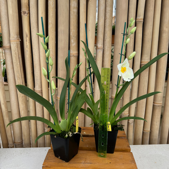 Mltnps. Snow Charm 'Mauna Kea' (Double Spike) Mltnps. Snow Charm 'Mauna Kea' (Double Spike)