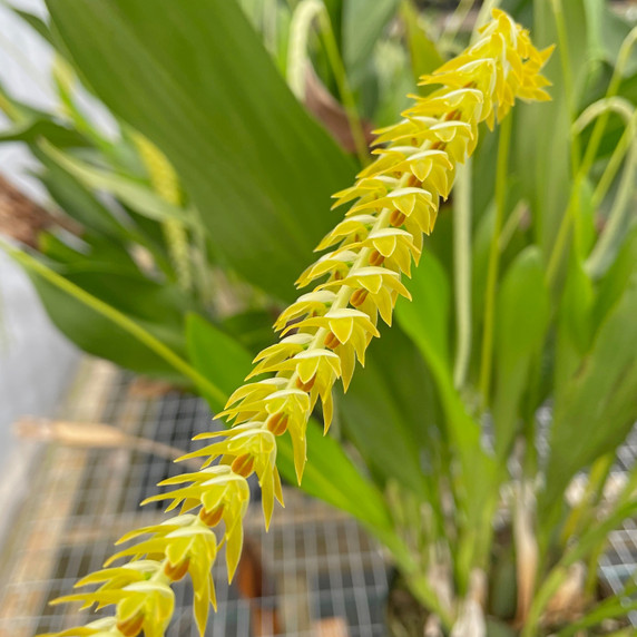 Dendrochilum magnum 'HOF Select' (5.5" Pot) - Specialty