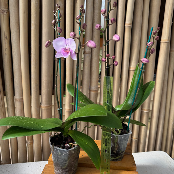 Phal. Jam Session (Double Spike) Phal. Jam Session (Double Spike)