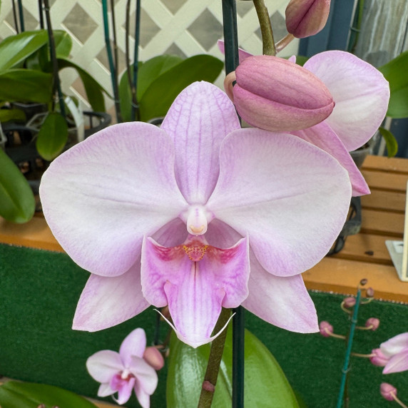 Phal. Jam Session (Double Spike) Phal. Jam Session (Double Spike)
