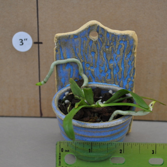 Aerangis luteo-alba in Decorative Ceramic Pot (Plant Only)