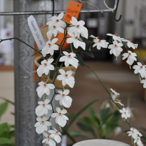 Aerangis luteo-alba in Decorative Ceramic Pot (Plant Only)