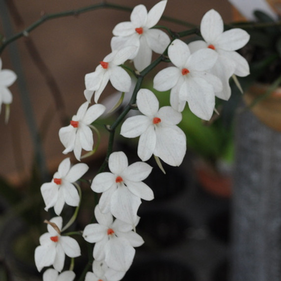 Aerangis luteo-alba in Decorative Ceramic Pot (Plant Only)