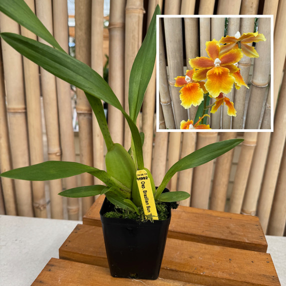 Osp. Brazilian Sun 'Samba' (4" Pot) - Not Blooming Osp. Brazilian Sun 'Samba' (4" Pot) - Not Blooming