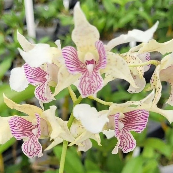 Den. Royal Chip 'Pinkie' x Den. polysema (4" Pot) - Not Flowering Den. Royal Chip 'Pinkie' x Den. polysema (4" Pot) - Not Flowering