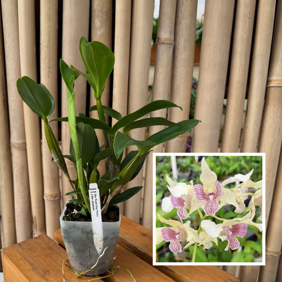 Den. Royal Chip 'Pinkie' x Den. polysema (4" Pot) - Not Flowering Den. Royal Chip 'Pinkie' x Den. polysema (4" Pot) - Not Flowering