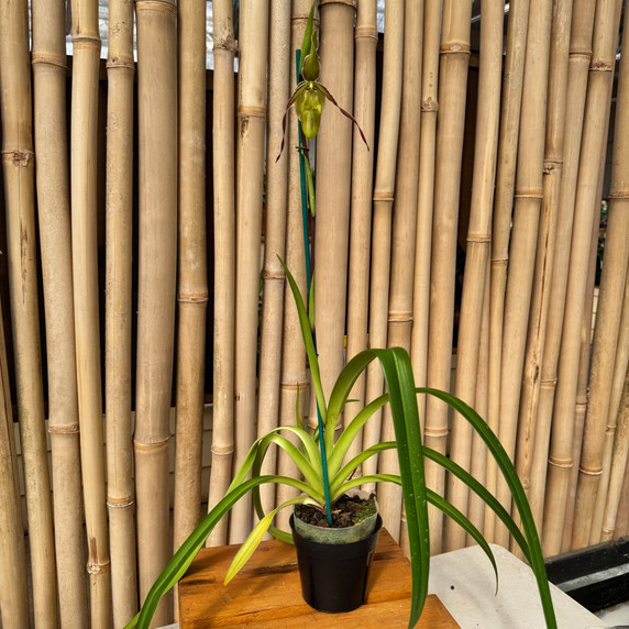 Phragmipedium longifolium ‘Fernbrook’ x self Phragmipedium longifolium ‘Fernbrook’ x self