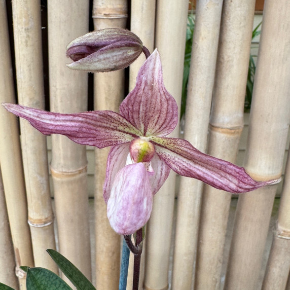 Paph. roebelinii x delenatii (Plant Only) Paph. roebelinii x delenatii (Plant Only)